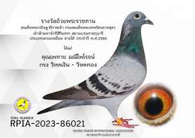 พี่เพทาย ​แชมป์ถ้วยพระราชทานนกยอดเยี่ยม Ace Pigeon สายใต้ 2 ปี ติดต่อกัน คือ 2023 และ 2024 (ตอนที่ 1)