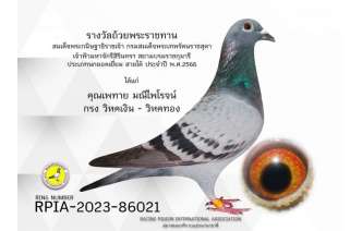 พี่เพทาย-​แชมป์ถ้วยพระราชทานนกยอดเยี่ยม-ace-pigeon-สายใต้-2-ปี-ติดต่อก