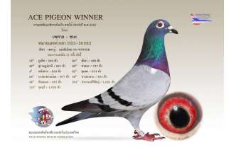 พี่เพทาย-​แชมป์ถ้วยพระราชทาน-นกยอดเยี่ยม-ace-pigeon-สายใต้-2-ปี-ติดต่อ